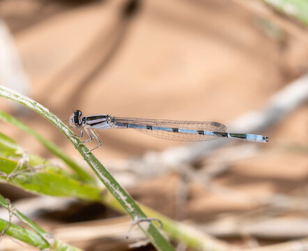 Familiar Bluet (Enallagma civile) Damselfly Perched on a Stem in Colorado