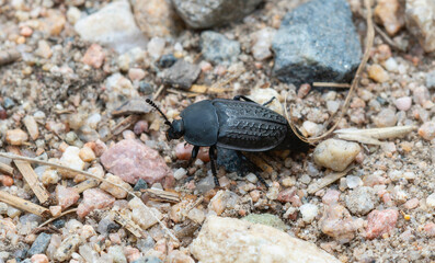 Colorado Garden Carrion Beetle (Heterosilpha ramosa) Walking On Gravel
