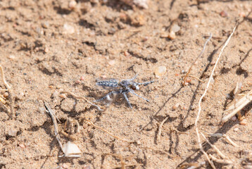 An Ablautus Robber Fly Resting on Sandy Ground in Colorado