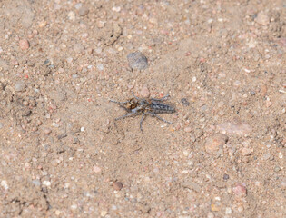 A Robber Fly (Genus Ablautus) on a Dusty Gravel Road in Colorado