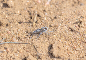 Robber (Genus Ablautus) Fly On Sandy Ground in Colorado