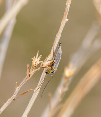 A Midge (Genus Chironomus) Insect Resting on a Branch in Colorado