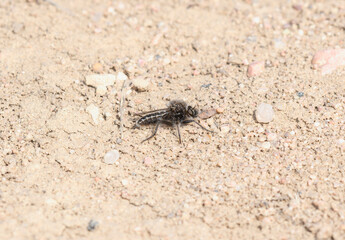 Comantella Robber Fly on the Ground in Colorado