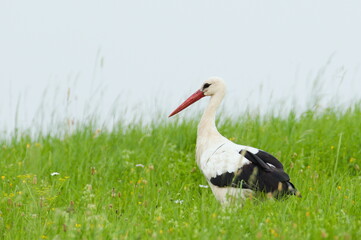 Large bird Ciconia ciconia aka White Stork is hunting on the field.