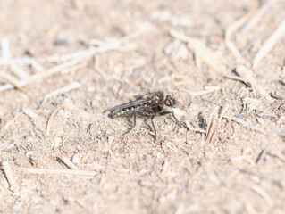 A Comantella Robber Fly in Colorado During the Day