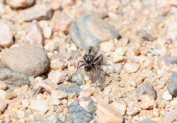 Comantella Robber Fly With Prey In Colorado