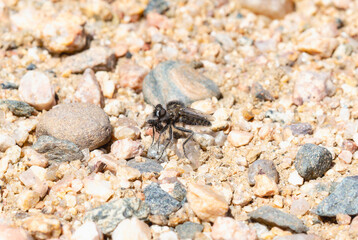 Comantella Robber Fly With Prey in Colorado