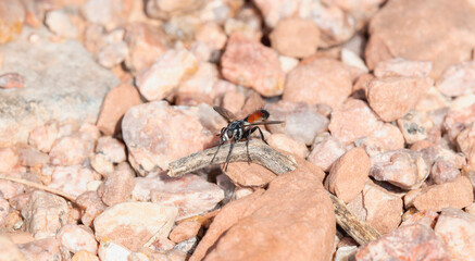 A Bristle Fly (Genus Cylindromyia) Perched On A Twig In Colorado