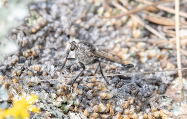 Colorado Robber Fly (Genus Efferia) Perched On Dry Vegetation