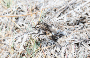 Robber Fly (Genus Efferia) Resting on Dried Plants in Colorado