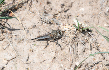 Efferia Robber Fly on Colorado Ground