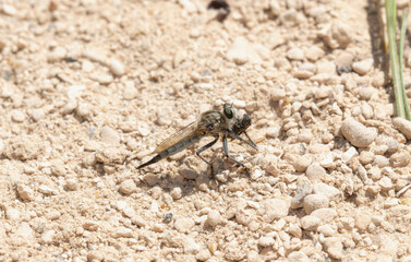 Efferia Robber Fly After Catching a  Leafhopper (Cicadellidae) in Colorado