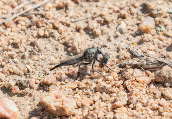Efferia Robber Fly Predating Leafhopper (Cicadellidae) in Colorado