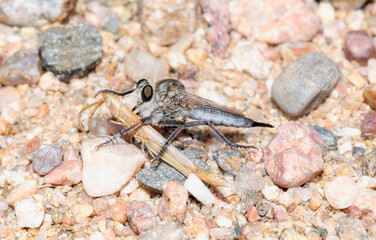 Robber Fly Feasting on a Wyoming toothpick grasshopper Paropomala wyomingensis in Colorado