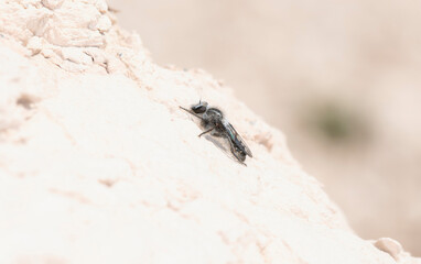 Robber Fly (Genus Eucyrtopogon) Perched on a Rock in Colorado