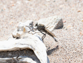 Proctacanthus Robber Fly Perched on Driftwood in Colorado