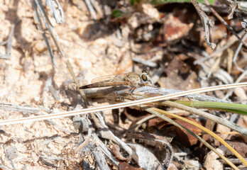 Proctacanthella Robber Fly Perched On A Blade Of Grass In Colorado