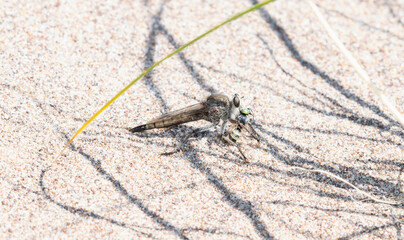 Proctacanthus Robber Fly Predating a Microbembex Bee in Colorado