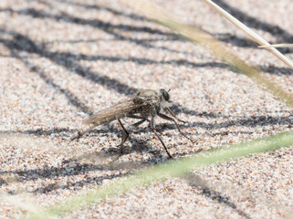 A Proctacanthus Robber Fly Perched On Sand In Colorado with Genus Microbembex Prey