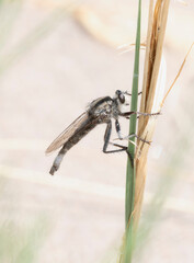 Proctacanthus Robber Fly Perched on a Grass Stalk in Colorado