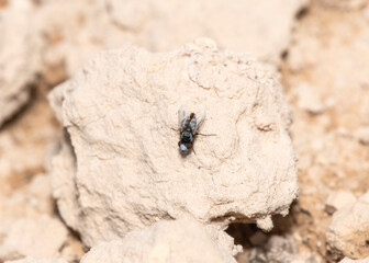 Sphenometopa Fly On A Rock In Colorado