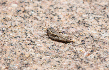 Tetrix Pygmy Grasshopper on Granite Rock in Colorado