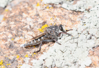 Promachus Robber Fly Perched on Rough Rock Covered in Lichen in Colorado