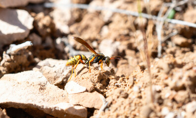 Golden Paper Wasp (Polistes aurifer) Foraging on a Rocky Surface in Colorado