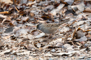 Golden-Crowned Sparrow (Zonotrichia atricapilla) Foraging in Fall Leaves in Colorado