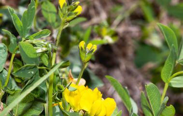 Golden Banner Wildflowers (Genus Thermopsis) Blooming in Colorado