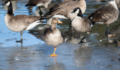 Obraz premium Greater White-fronted Goose (Anser albifrons) Stands on Ice in Colorado