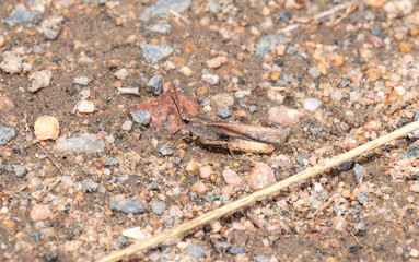 Green Striped Grasshopper (Chortophaga viridifciata) on Gravel Ground in Colorado