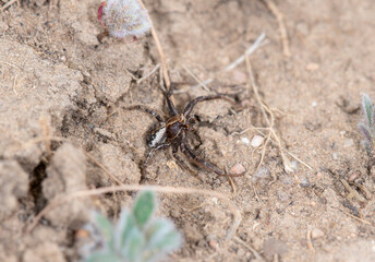 Ground Crab Spider (Genus Xysticus) Waiting for Prey in Colorado Soil