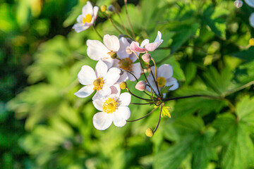 Japanese Anemone wild flower white with yellow