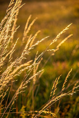 The meadow grass tall fescue Festuca partensis in fall. The beautiful wallpaper of Red fescue Festuca rubra