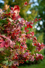 Branch of autumn red leaves