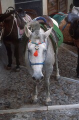 Donkey
