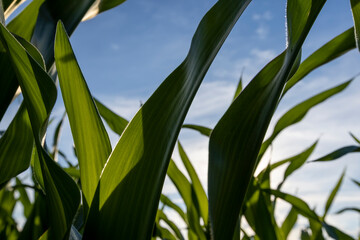 Fototapeta premium tall stalks of green sweet corn in sunny weather