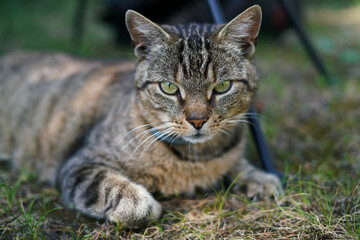 Fototapeta premium Tabby cat relaxing in the garden. 