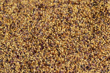 clover seeds for growing in fields