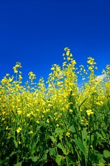 A Close-Up Of Canola Plants