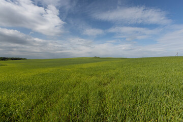 beautiful green wheat sprouts in sunny weather