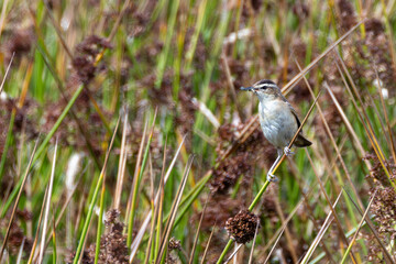 Sedge Warbler (Acrocephalus schoenobaenus) Spotted in Turvey Nature Reserve, Dublin, Ireland