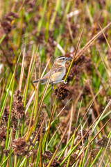 Sedge Warbler (Acrocephalus schoenobaenus) Spotted in Turvey Nature Reserve, Dublin, Ireland