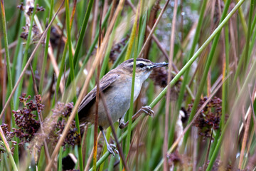 Sedge Warbler (Acrocephalus schoenobaenus) Spotted in Turvey Nature Reserve, Dublin, Ireland