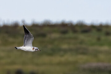 Black-headed Gull (Chroicocephalus ridibundus) Spotted in Swords Estuary, Dublin, Ireland