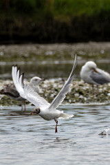 Black-headed Gull (Chroicocephalus ridibundus) Spotted in Swords Estuary, Dublin, Ireland