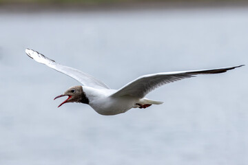 Black-headed Gull (Chroicocephalus ridibundus) Spotted in Swords Estuary, Dublin, Ireland