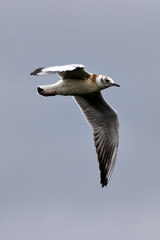 Black-headed Gull (Chroicocephalus ridibundus) Spotted in Swords Estuary, Dublin, Ireland