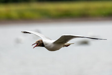Black-headed Gull (Chroicocephalus ridibundus) Spotted in Swords Estuary, Dublin, Ireland